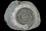 Dactylioceras Ammonite Fossil - England #84932-1